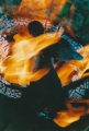 Brand Geflügelte in offenem Feuer 2005